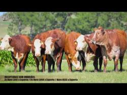 Receptoras N039 - J154