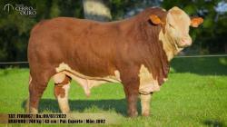 FIV Q067