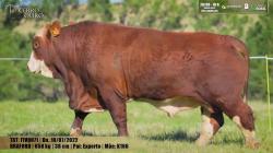 FIV Q071