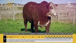 TAT G579 - S�O FERNANDO