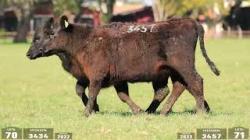 lote 70 - 3334 / lote 71 - 3457
