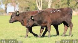 lote 72 - 3444 / lote 73 - 3454