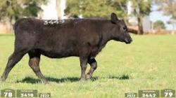 lote 76 - 3396 / lote 77 - 3449