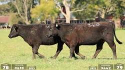lote 78 - 3410 / lote 79 - 3442