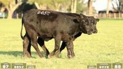lote 87 - 8852 / lote 88 - 8928