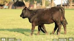 lote 90 - 8971 / lote 91 - 9007B