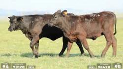 lote 94 - 9012B / lote 95 - 9049B