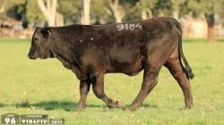 9184FIV