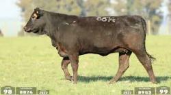 lote 98 - 8874 / lote 99 - 8953
