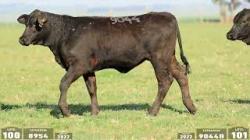 lote 100 - 8954 / lote 101 - 9044B