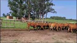 42 novilhas Brangus 38 vazias - Agrop Bom Retiro