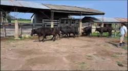 08 novilhas Brangus 38B vazias - Agrop Bom Retiro