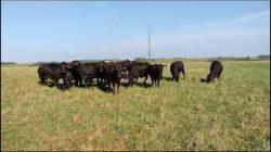 12 vacas Brangus prenhas - Cabanha do Rosário