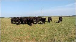 12 vacas Brangus prenhas - Cabanha do Rosrio