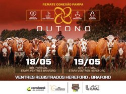 Conex�o Pampa Outono F�meas Braford / Hereford