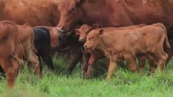 Vacas Com cria 