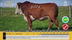 TAT W2036 - SIL�NCIO