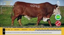 TAT W1042 - SIL�NCIO