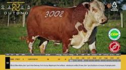 TAT W3002 - SIL�NCIO