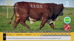 TAT W2202 - SIL�NCIO