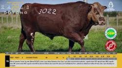 TAT W3022 - SIL�NCIO