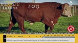 TAT W200 - SIL�NCIO