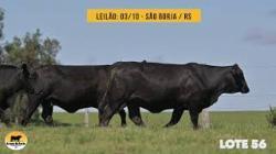 lote 56 - Brangus da Rocha