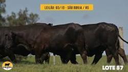 lote 57 - Brangus da Rocha