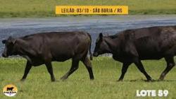 lote 59 - Brangus da Rocha
