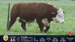 lote 46 - T1033 - P Hereford 3a