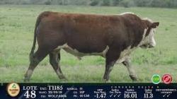 lote 48 - T1185 - P Hereford 3a