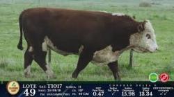 lote 49 - T1017 - P Hereford 3a