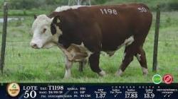 lote 50 - T1198 - P Hereford 3a
