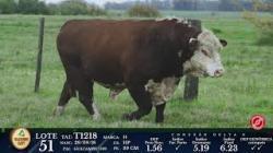 lote 51 - T1218 - P Hereford 3a