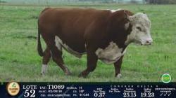 lote 52 - T1089 - P Hereford 3a