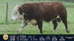 lote 53 - T1114 - P Hereford 3a