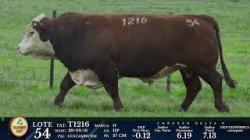 lote 54 - T1216 - P Hereford 3a